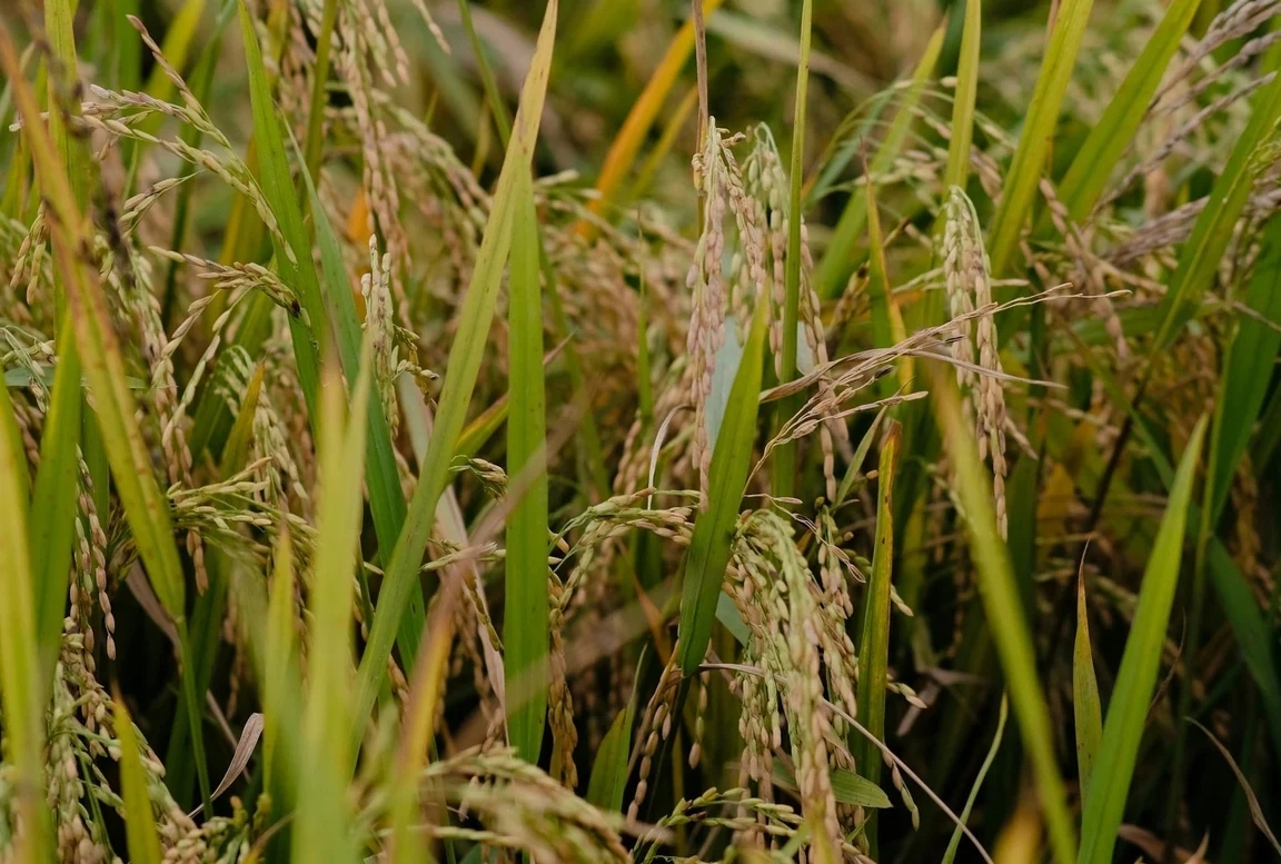 Rice fields in Punjab